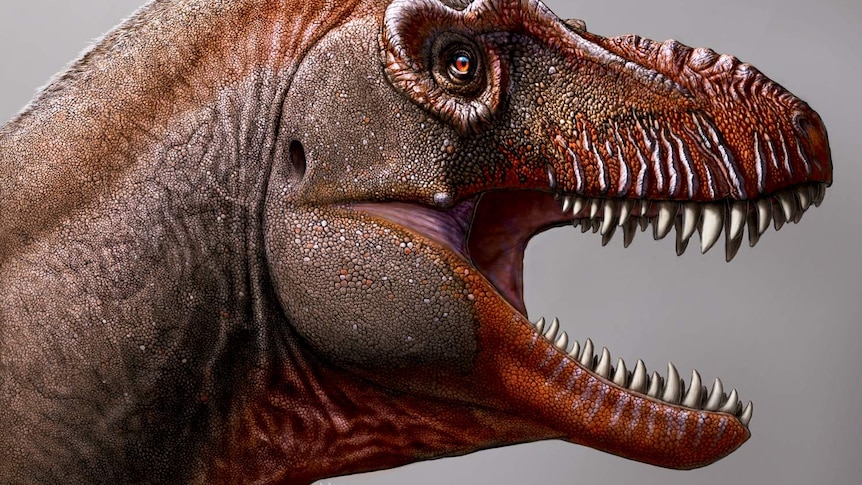 An illustration shows the head of a dinosaur with ridges around it's mouth and long sharp teeth.
