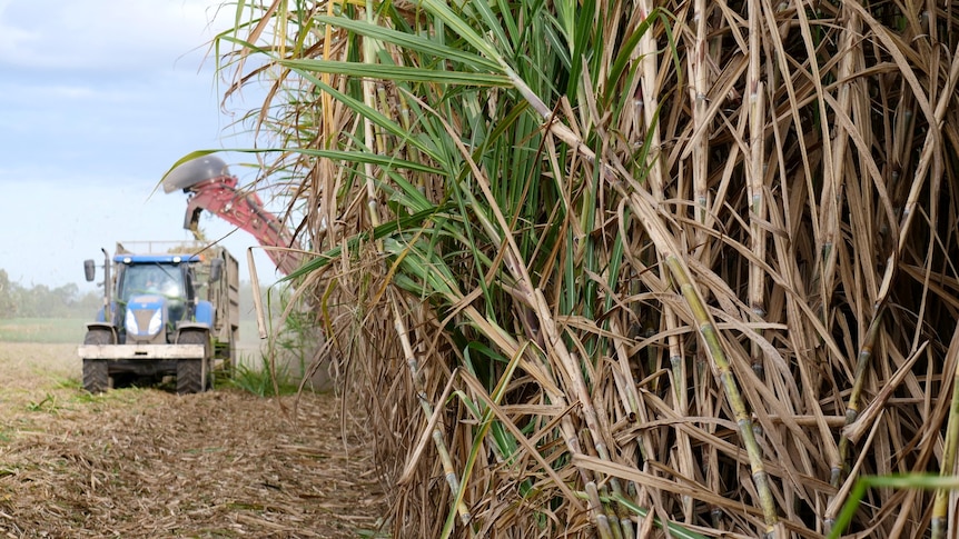 A large crop of cane is being harvested as the tractor drives towards the camera. 