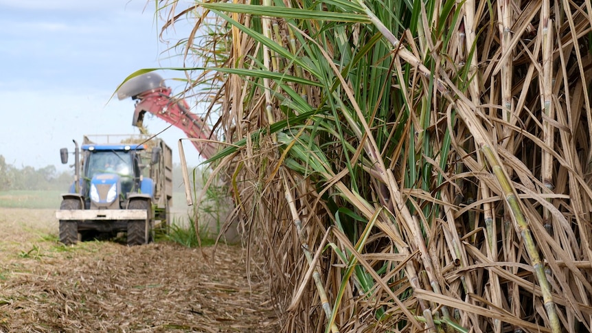 Sugarcane pulp powers 30 per cent of this city's houses, could the rest of Australia follow?