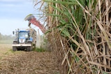 A large crop of cane is being harvested as the tractor drives towards the camera. 