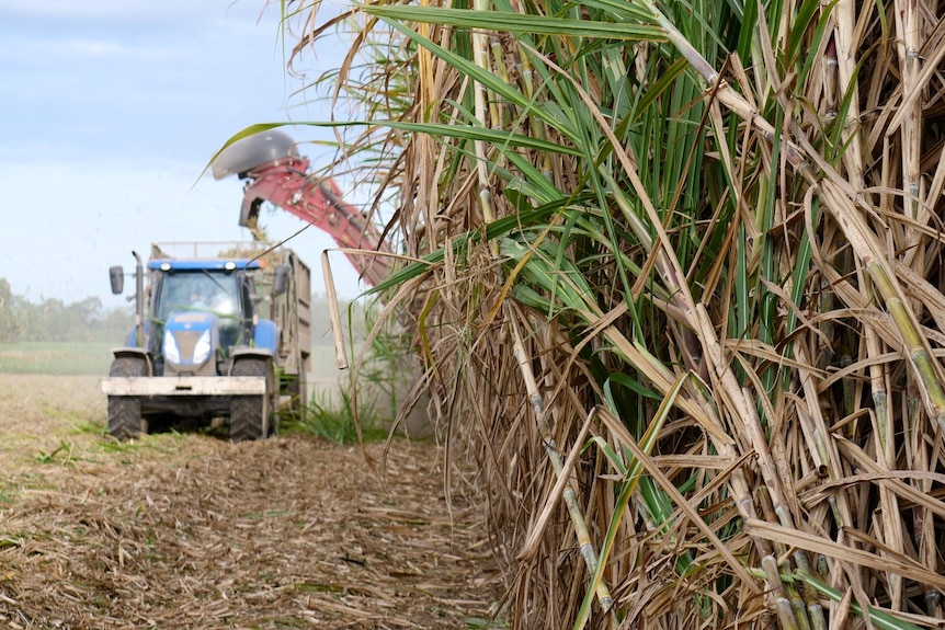 A large crop of cane is being harvested as the tractor drives towards the camera. 