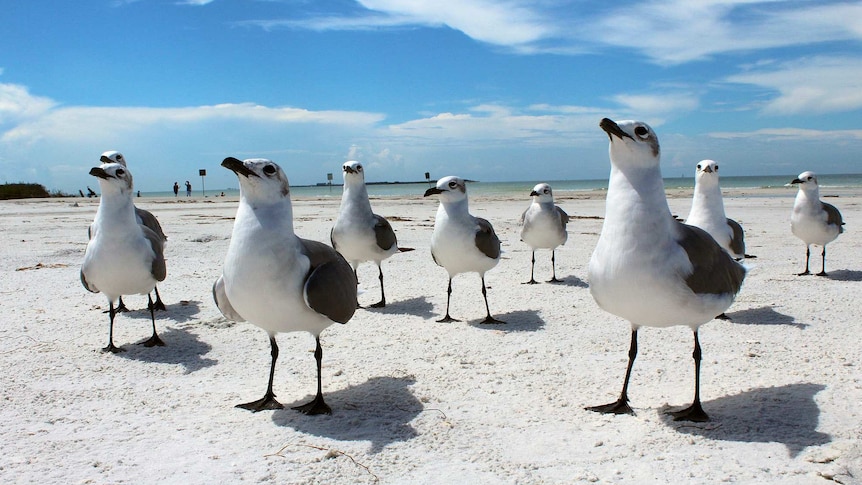 Seagulls on a beach