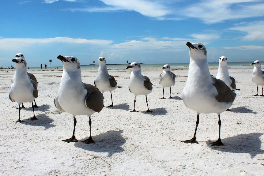 Seagulls on a beach