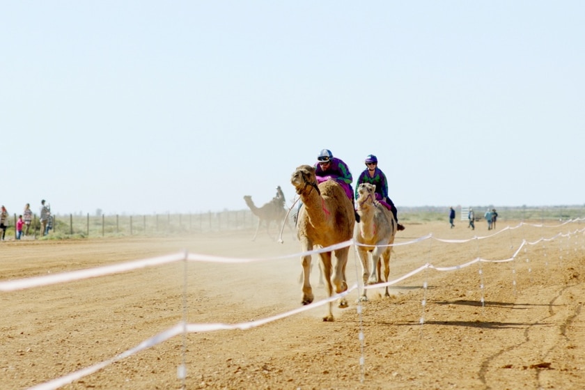 Two camels racing on a sandy race track,