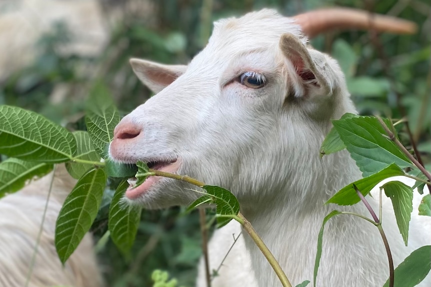 A goat eats the leaf from a weed.