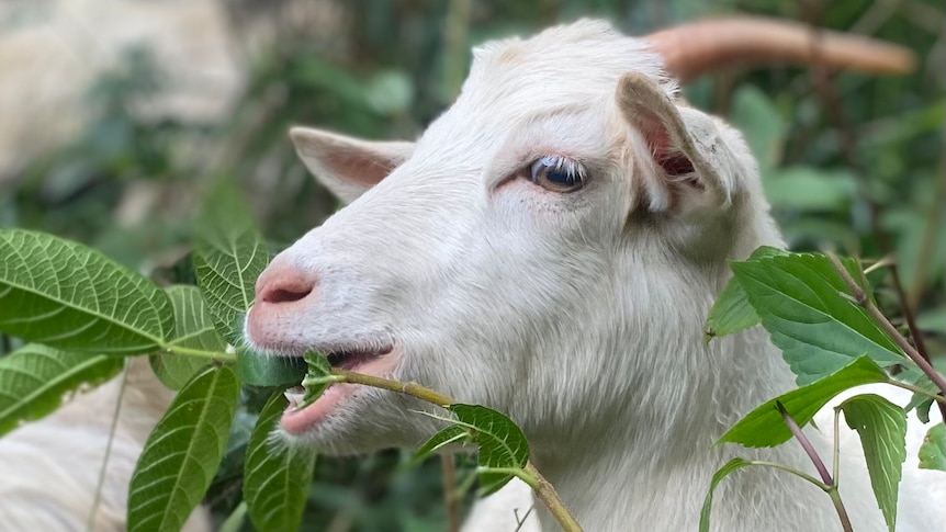 A goat eats the leaf from a weed.