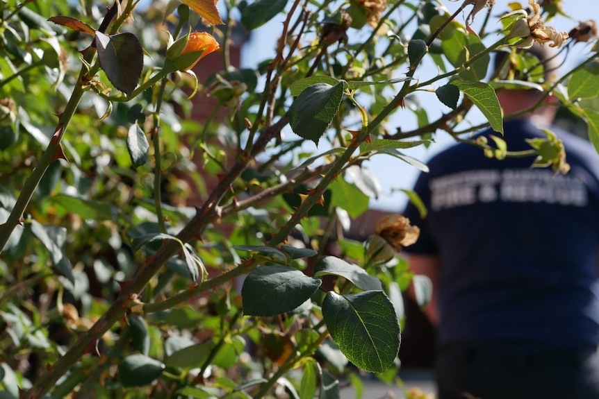 An anonymous photo of a firefighter standing behind a rose bush.