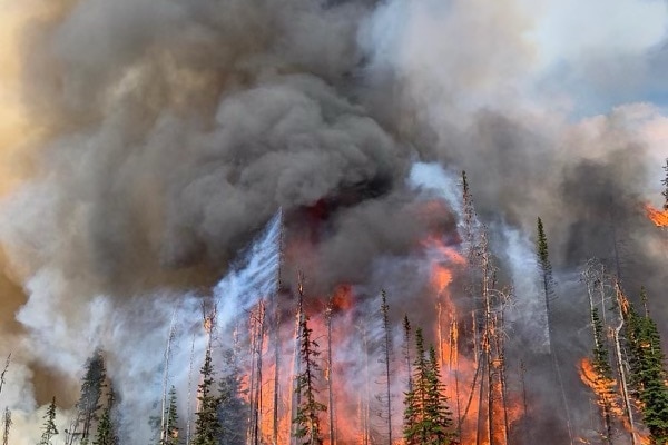 Fire burning amidst trees with billowing smoke
