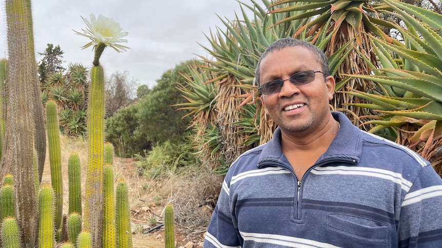 A man stands in front of tall cacti.