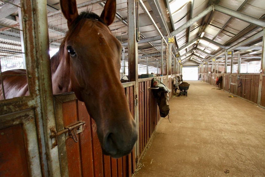 A horse looks at the camera from behind a stable door.