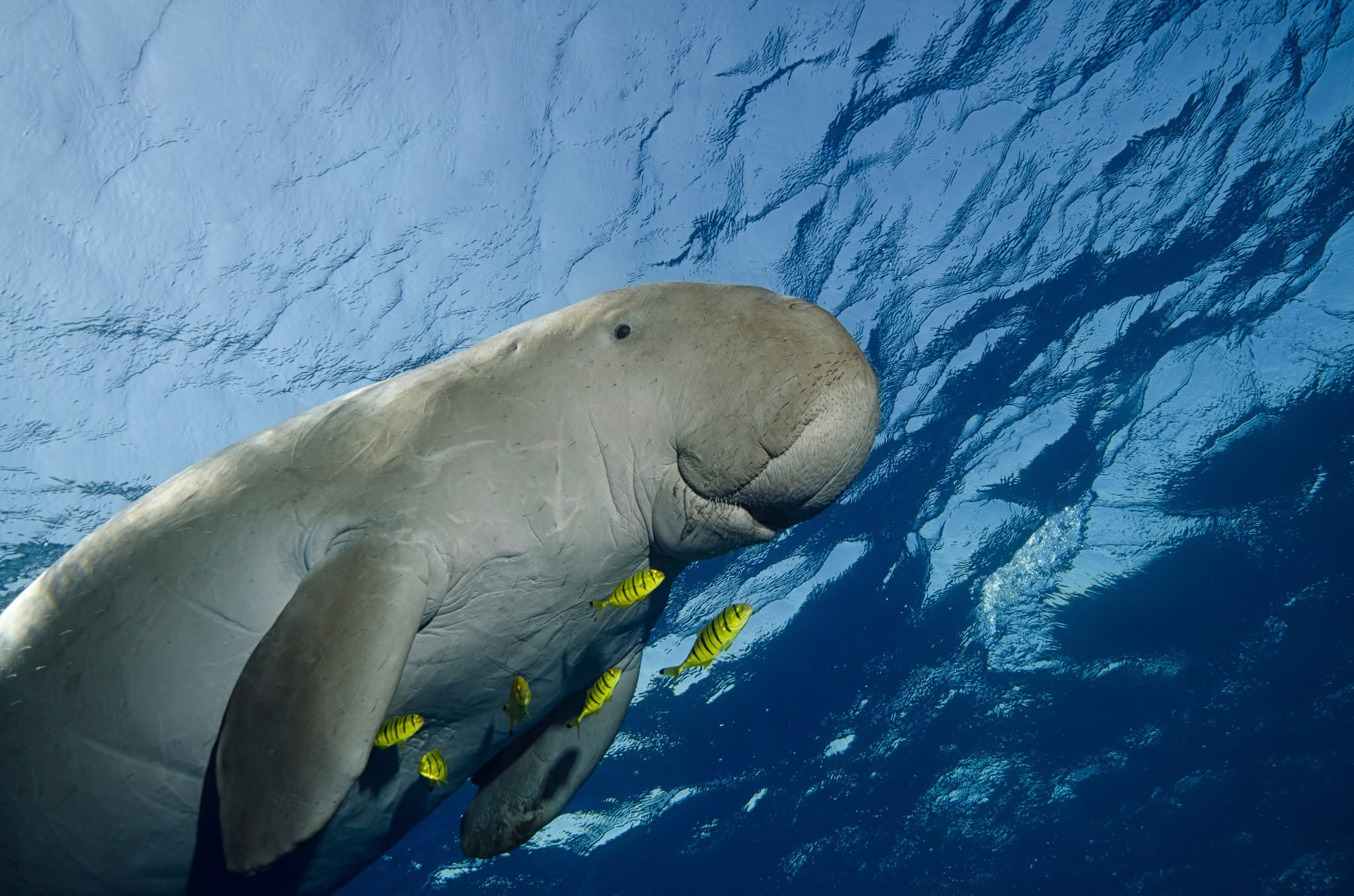 Decline in dugong population prompts calls for action in Gulf of Carpentaria