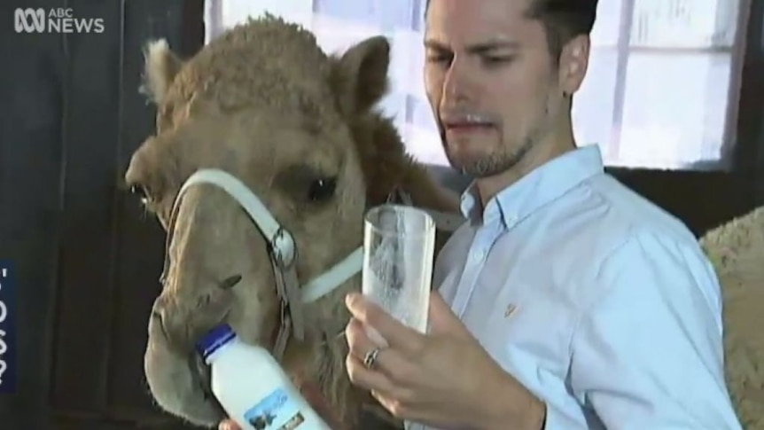 Camel milk.