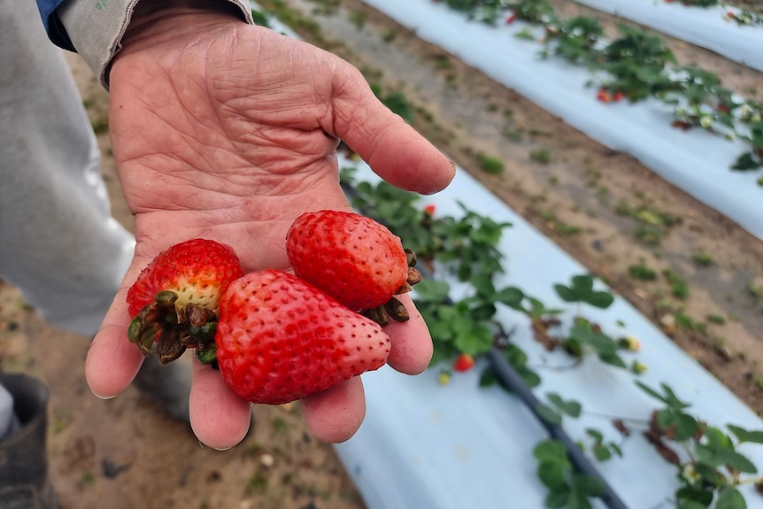 A hand holding strawberries.