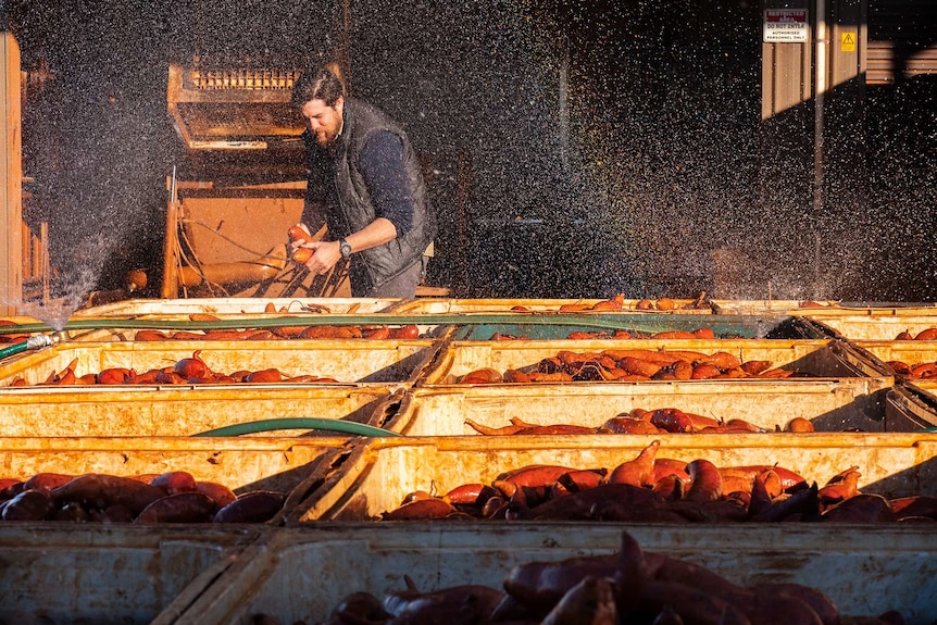 A man looks over sweet potato bins being kept moist.