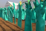 Gloves are hung out to dry at one of the Ebola treatment centres in Sierra Leone.