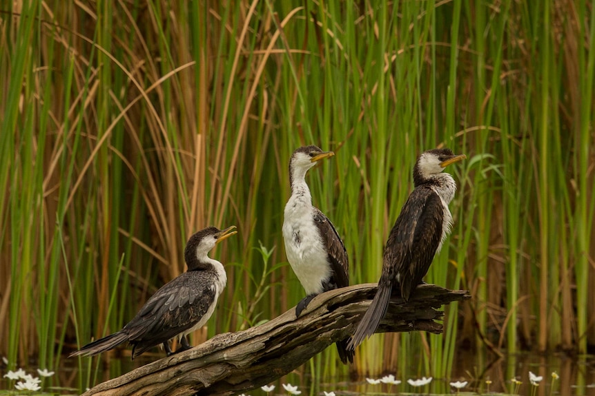 Three little pied cormorants sunning themselves on a slog in a billabong.