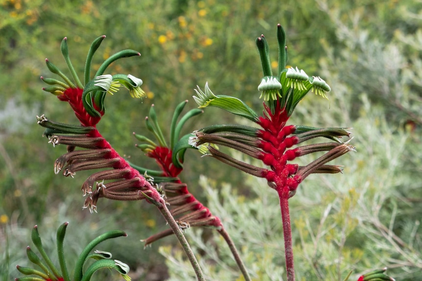 Red and green coloured flowers shaped like the paws of a kangaroo.