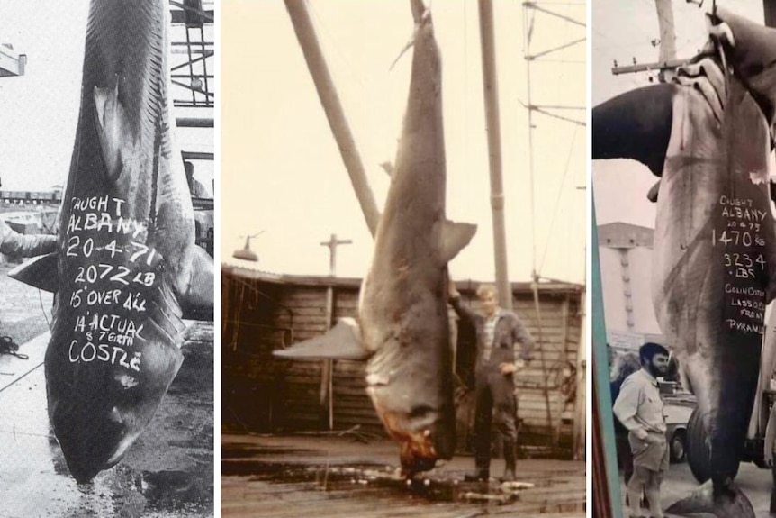 Fisherman recounts the day he caught a giant white shark off Western Fisherman recounts the day he caught a giant white shark off Western