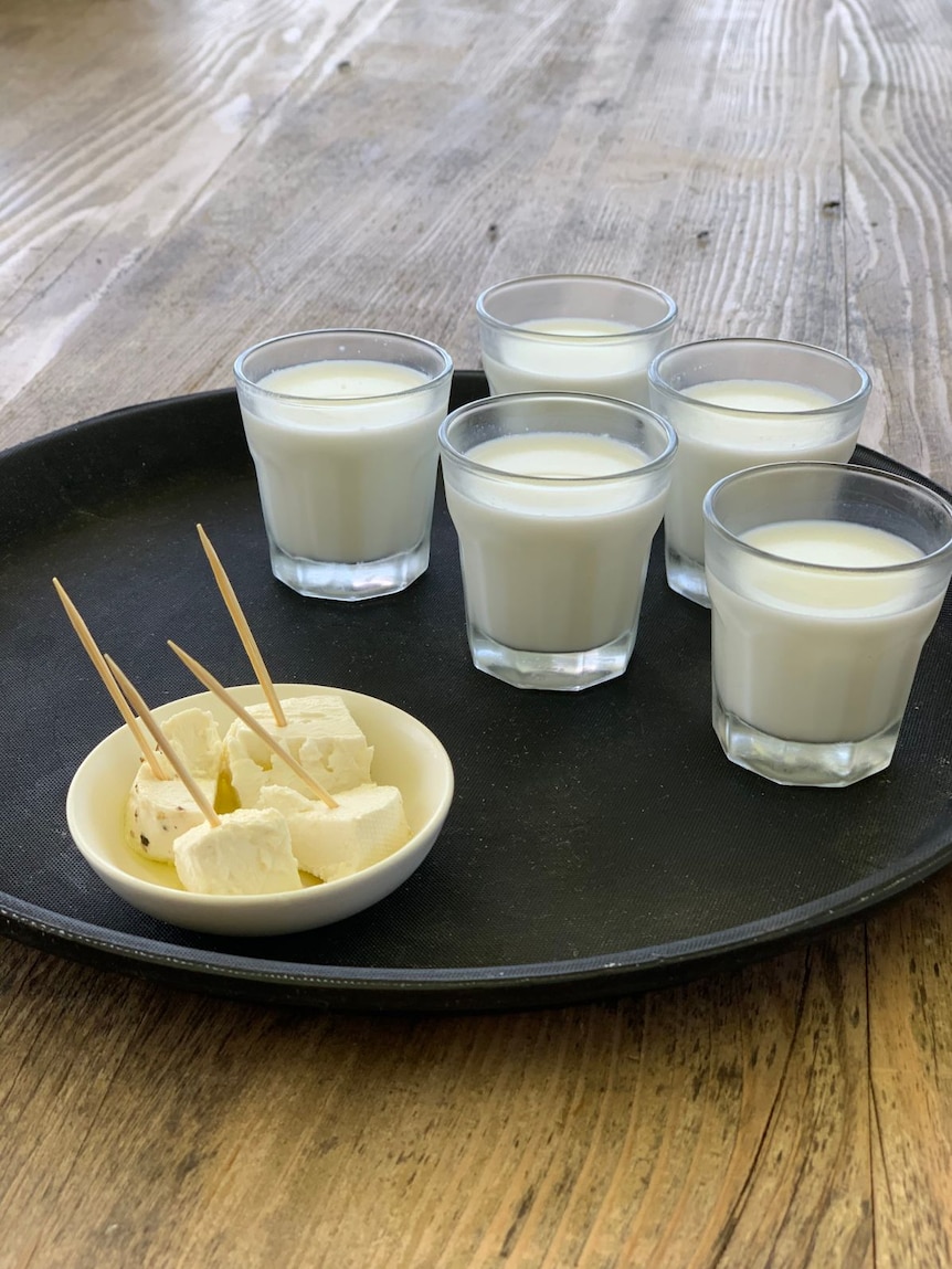 Glasses of camel milk and a bowl of camel feta.