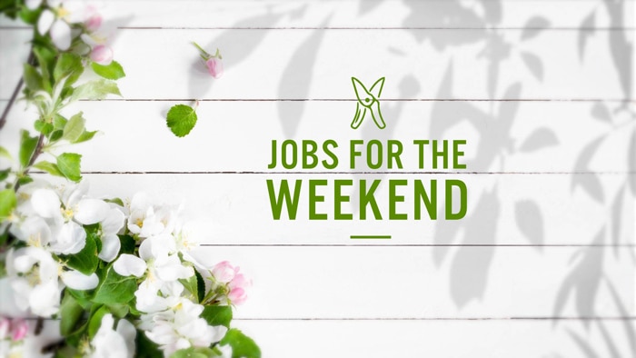 Text says Jobs For The Weekend on a bakground of white wood wall and a creeper with pink and white flowers