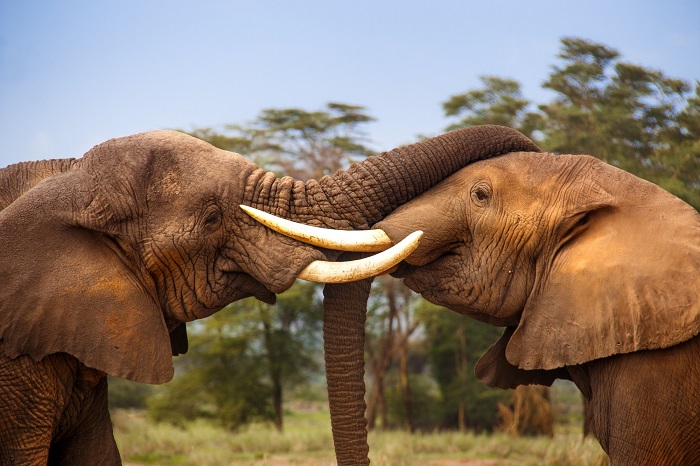 Two elephants mock fight in front of the camera
