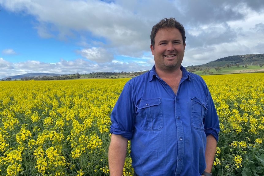 A middle aged man in a blue shirt stands in the foreground, a field of yellow Canola stretches behind him.  