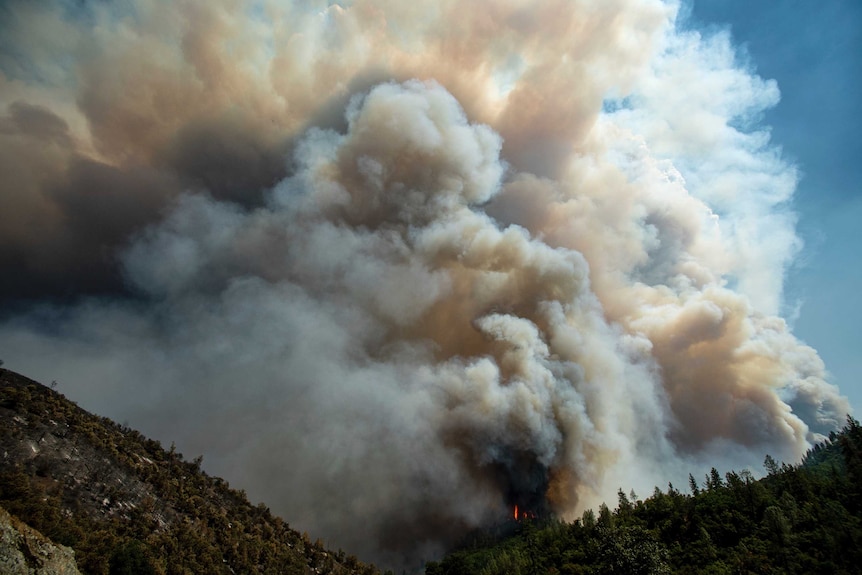 Smoke fills the sky above a forest of trees.