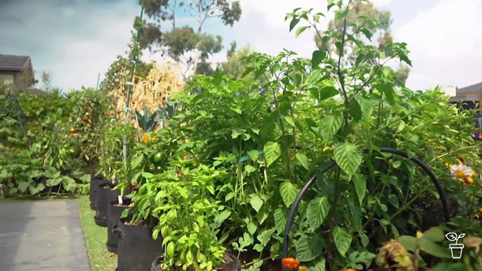 Numerous food plants in pots in a backyard.