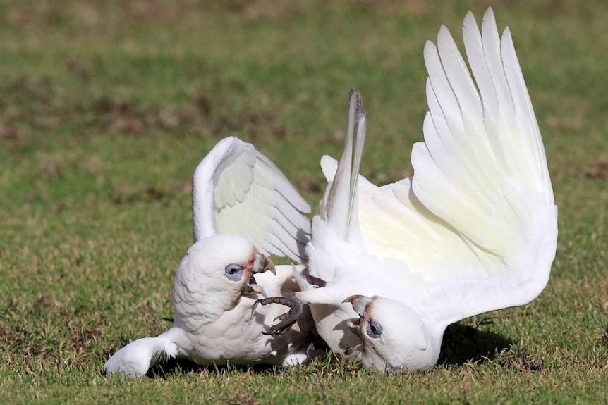Two white corellas playing on the grass.