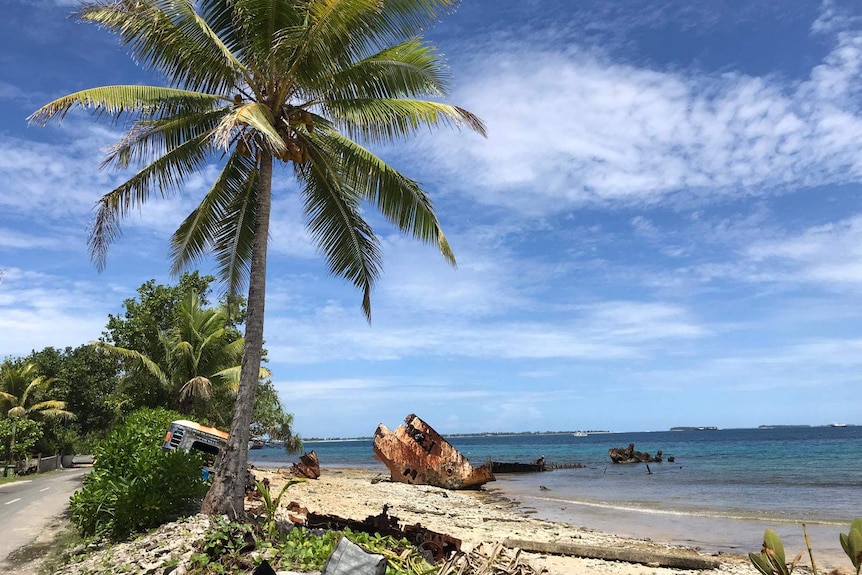 Palm tree at a beach in Tuvalu.