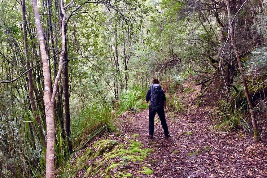 Unidentified bushwalker on the Huon Track, southern Tasmania.