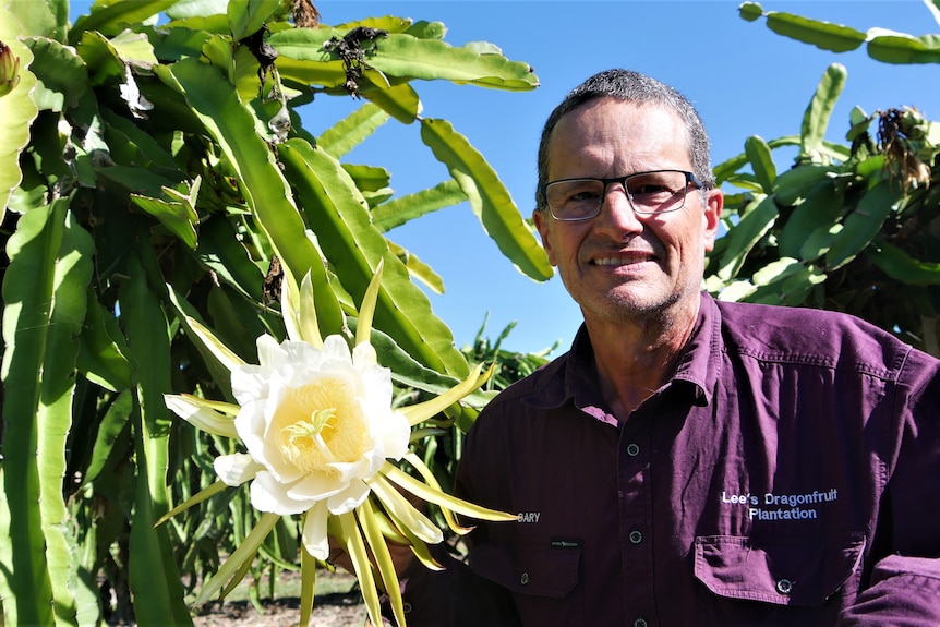 A man wearing a dark purple work shirt smiles holding a large flower which is on a dragonfruit cactus plant.
