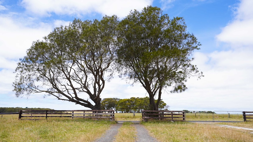 Big trees stand either side of a long driveway to the Brokensha family's home in Eight Mile Creek.