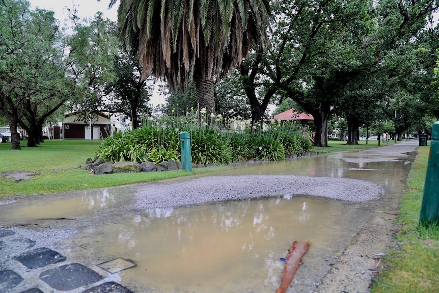 Williamstown has had a brief reprieve from the rain, but water is seen rising in the local gardens.