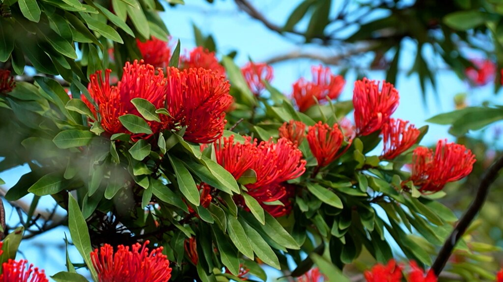 Bright red flowers on a tree waratah.