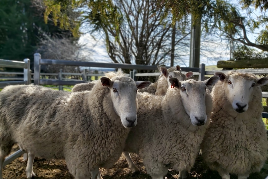 three rams standing in a row