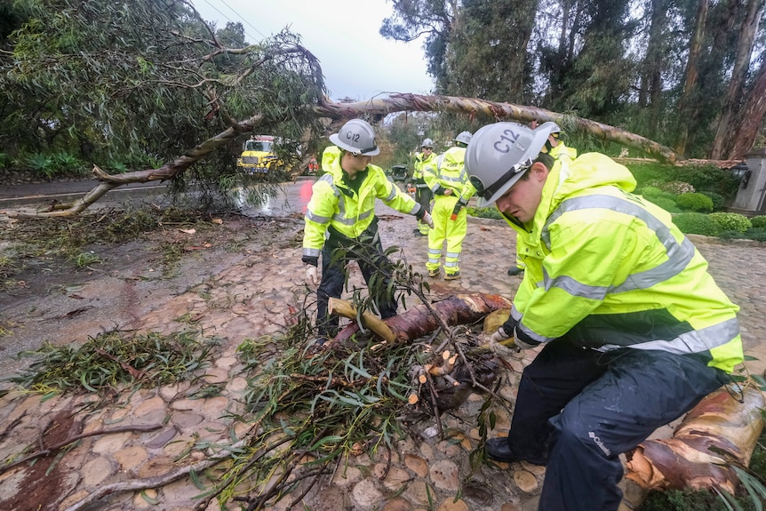 Two men cleaning up debris of trees with a fallen over tree in the background