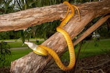 A golden tree snake coiling down a tree in an urban environment.