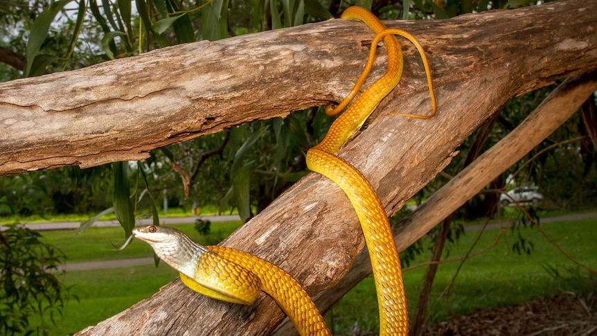 A golden tree snake coiling down a tree in an urban environment.