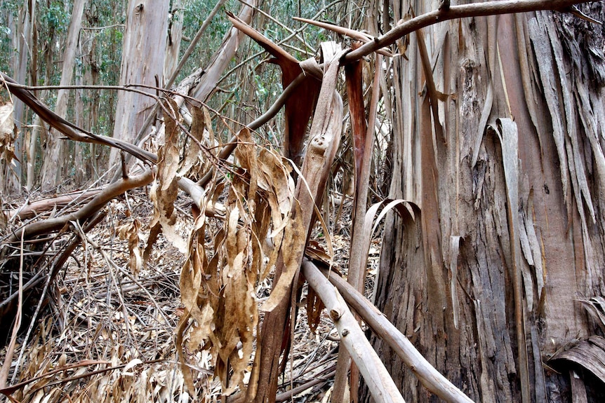 Eucalyptus trees