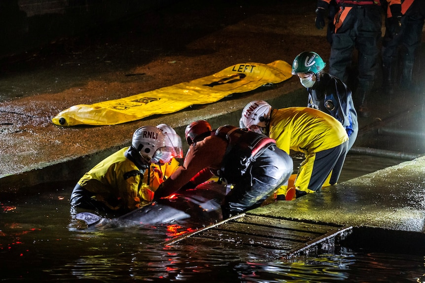 Rescue workers help whale in the River Thames