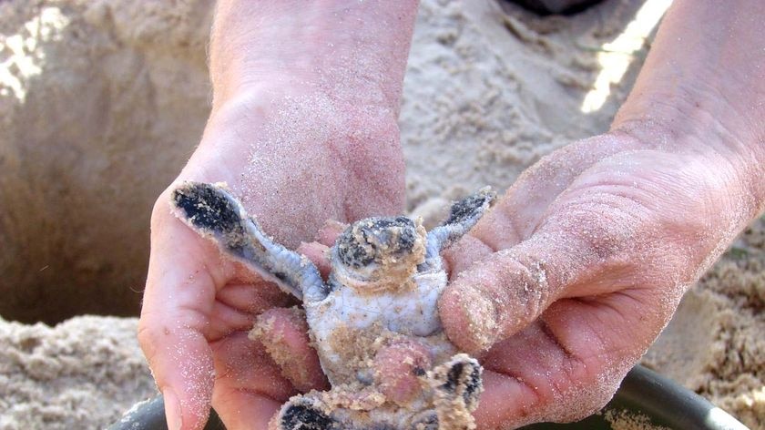 A green turtle hatchling