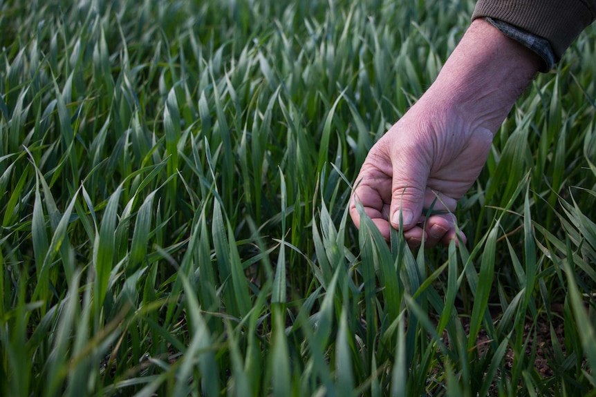 A farmer's hand touching a new wheat crop in western Victoria.