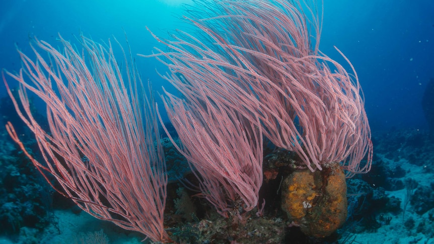 Fan coral on the Great Barrier Reef