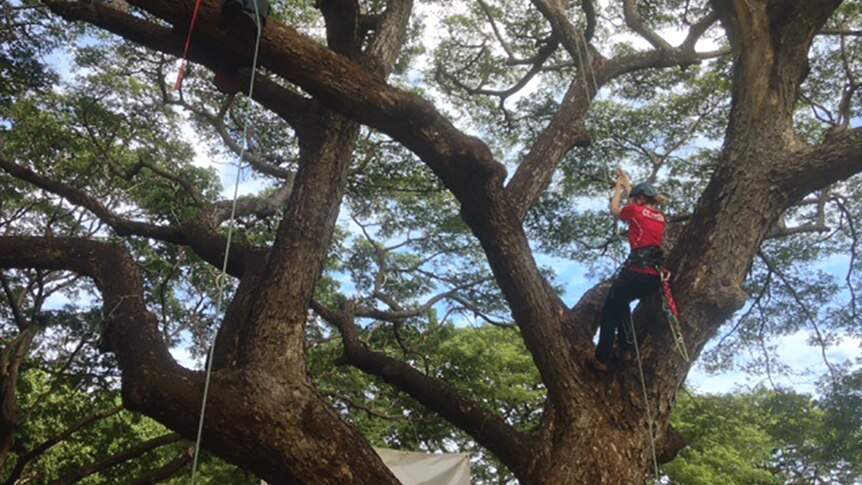 Rebecca Barnes using a rope system to climb a tree in the Northern Territory