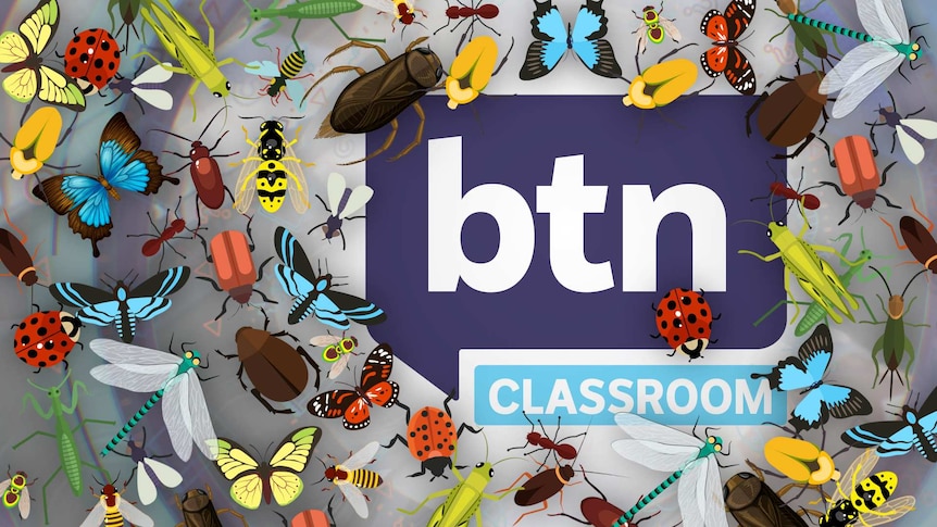 Illustrated insects swam the BTN logo