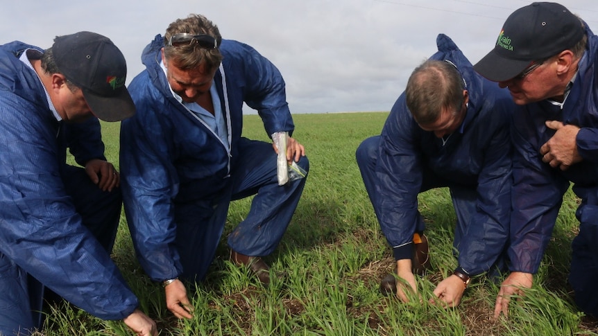 National management group confident of controlling Russian wheat aphid