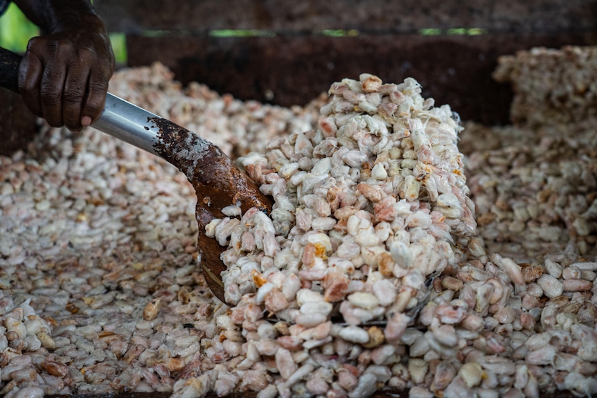 A man shovels cocoa seeds undergoing a fermenting process.