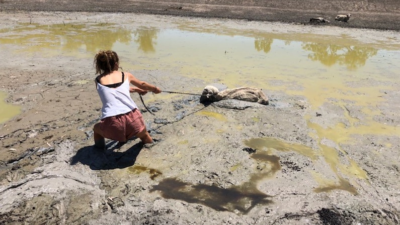 A teenage girl drags a dead sheep out of a dam in drought country