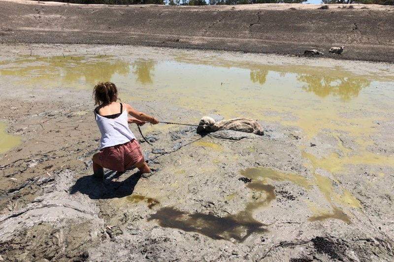 A teenage girl drags a dead sheep out of a dam in drought country